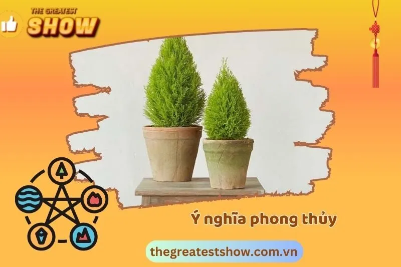 Ý nghĩa phong thủy của cây tùng thơm