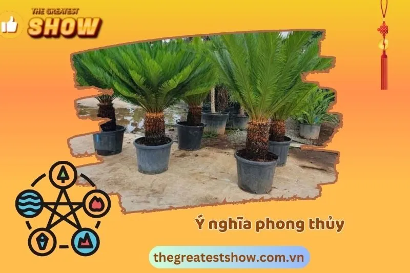 Ý nghĩa và công dụng của cây Thiên Tuế
